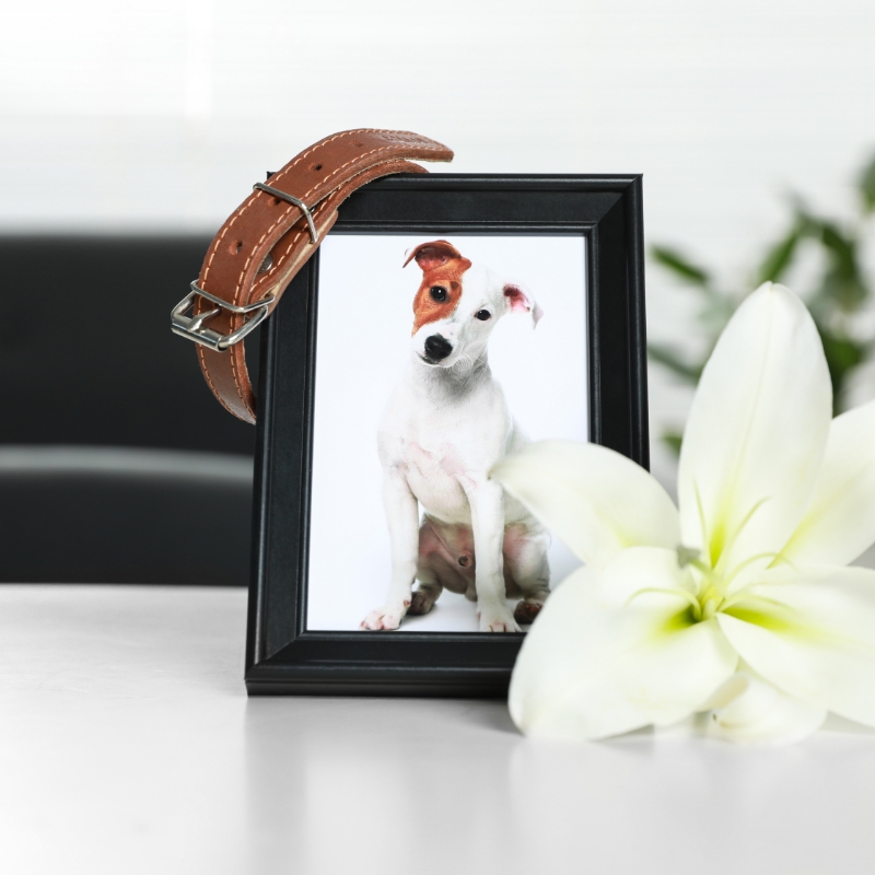 Pet cremation